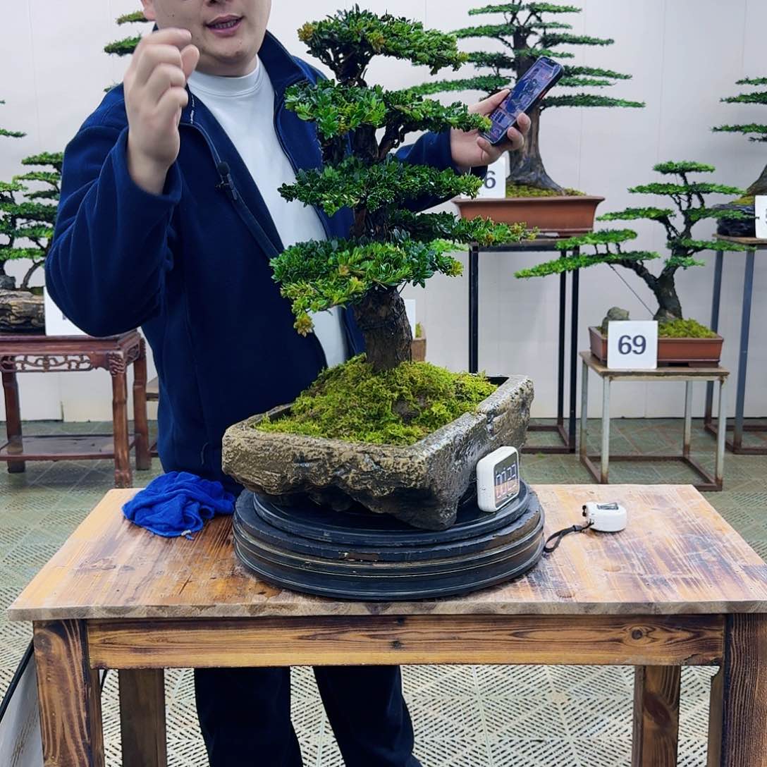 盆景罗汉松造型盆景