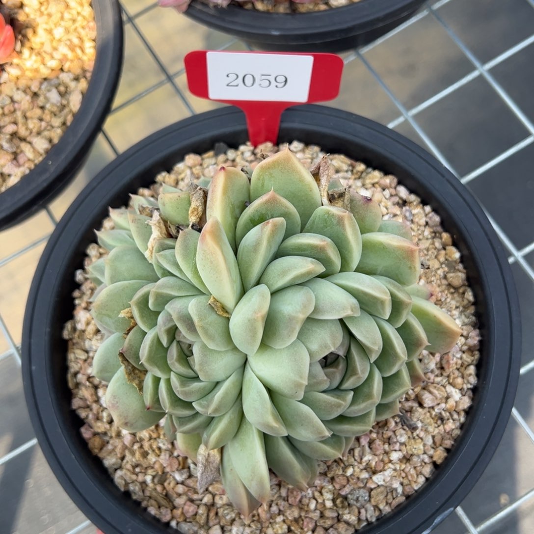 2060肉多么多么多么