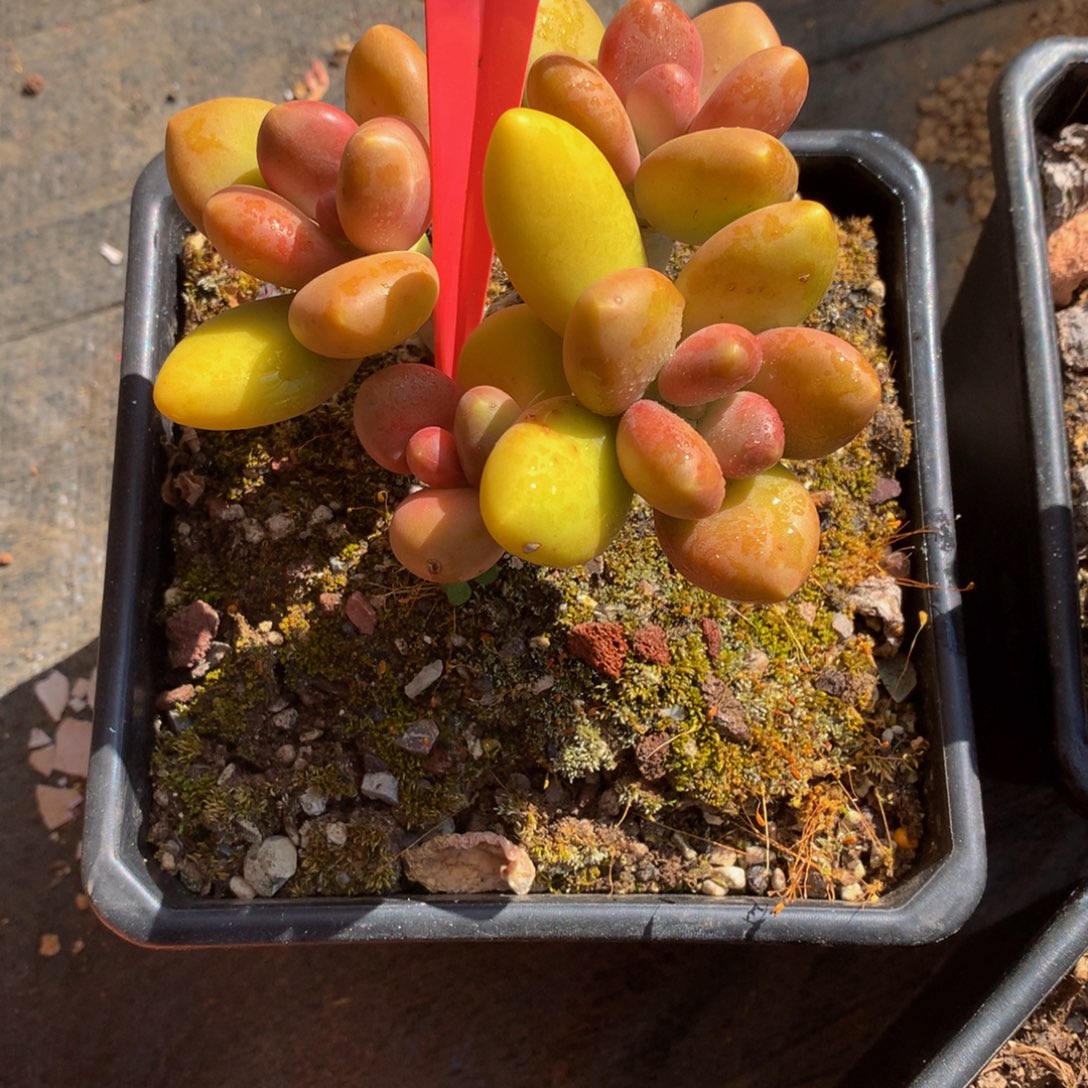 芒果奶727272772他7272727272