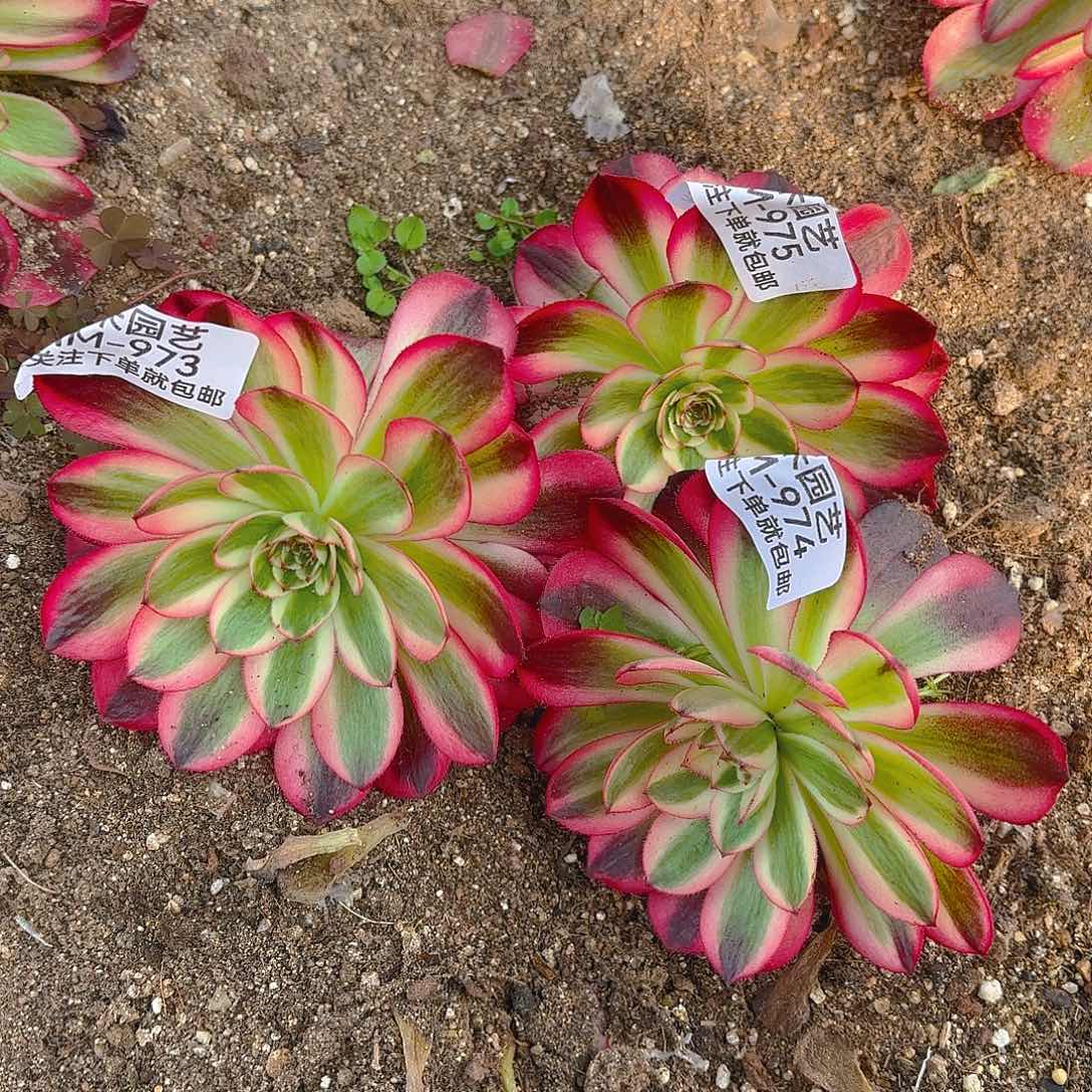 倾城多肉植物单头973-74-75