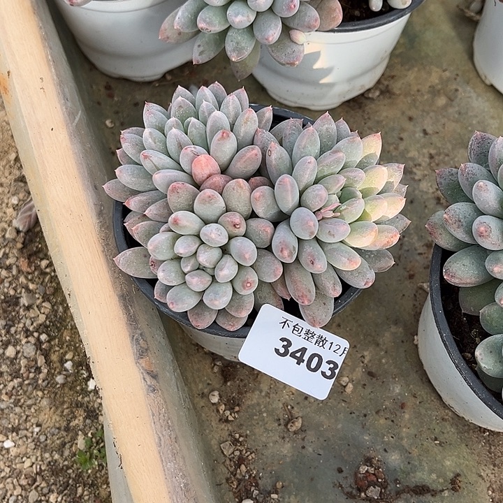 阿雅园艺。        3403