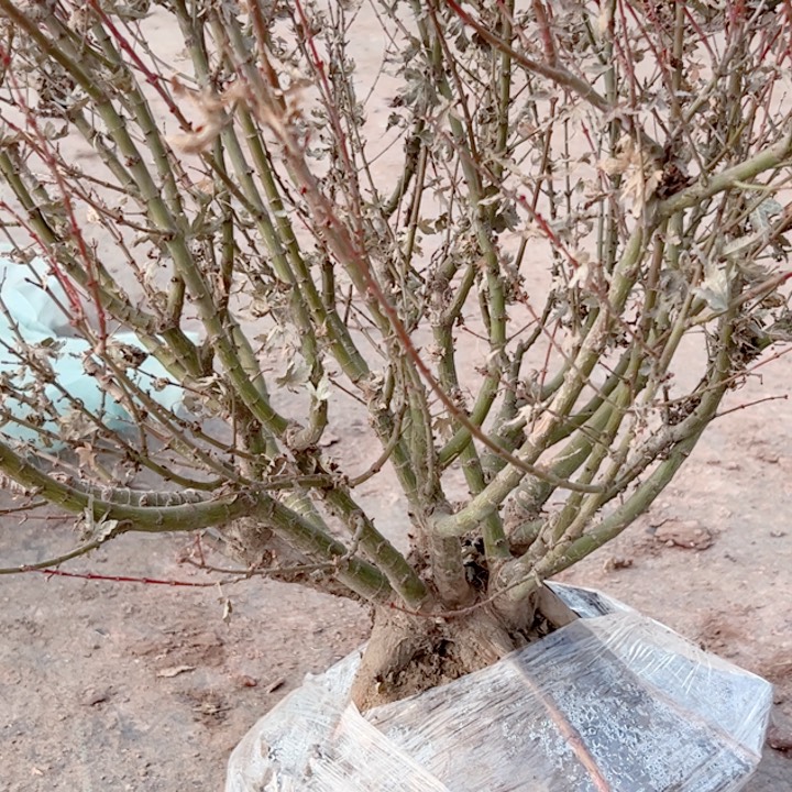 临***芯无花朵枫树……枫树