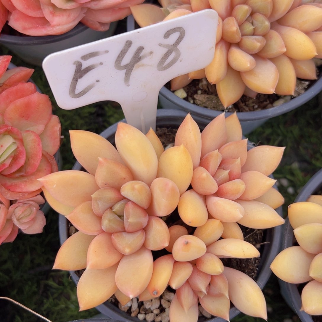 香玉的故事是一个人的