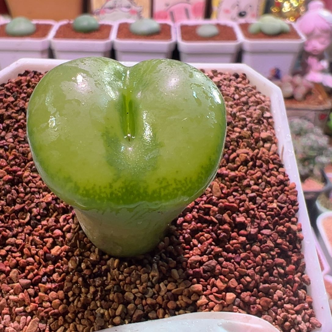 0489，全窗翠光，肉锥植物