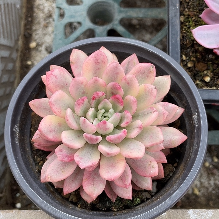 红宝石锦一物一拍