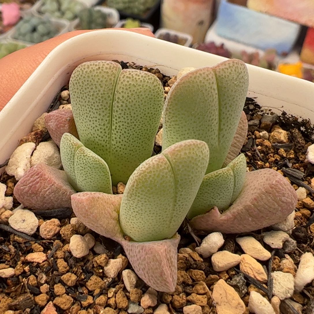 063多肉植物百科