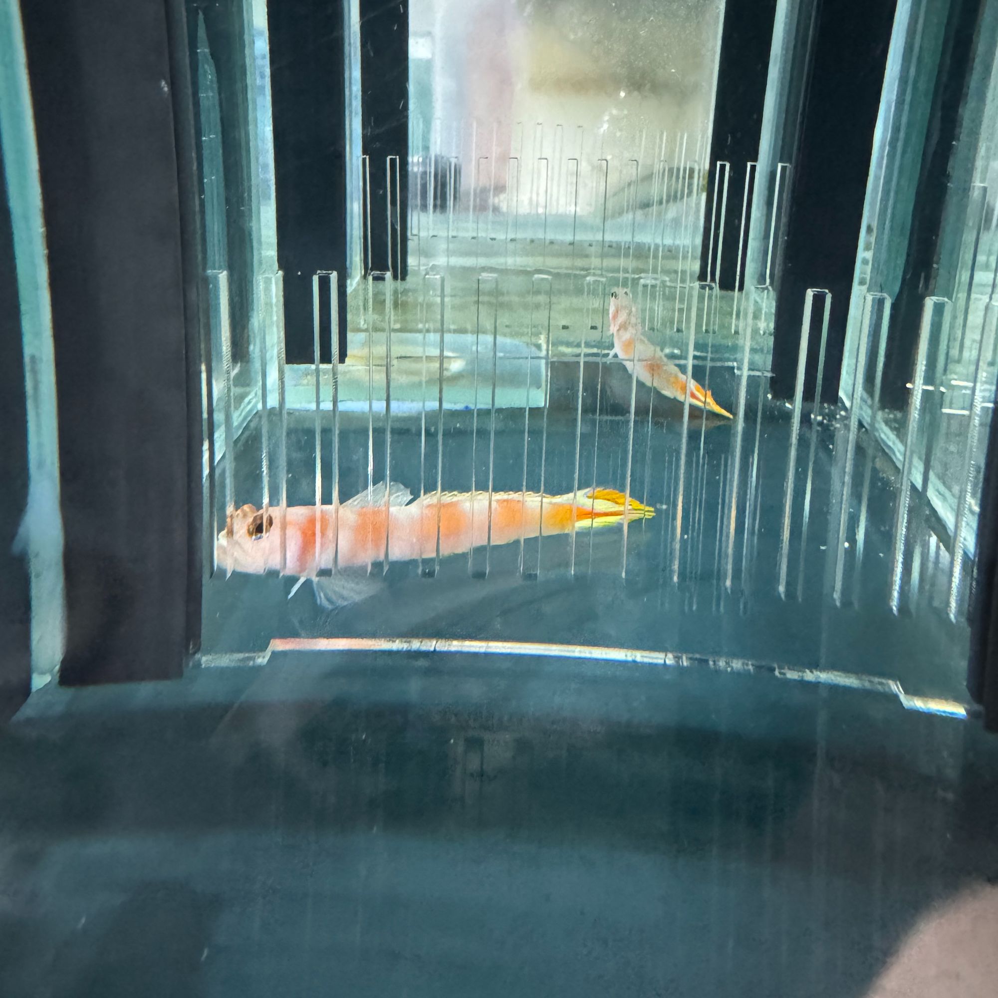 太平洋粉条虾虎 虾虎类 海水鱼观赏鱼