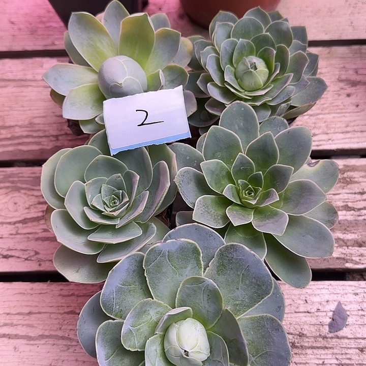 山地玫瑰一物一拍，带盆发2号