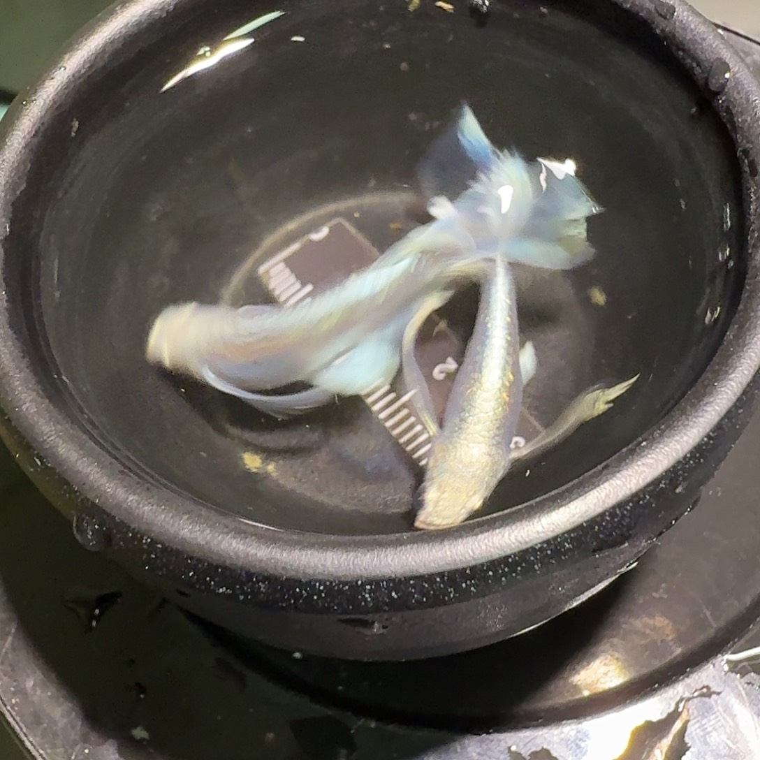 青鳉鱼一物一拍256