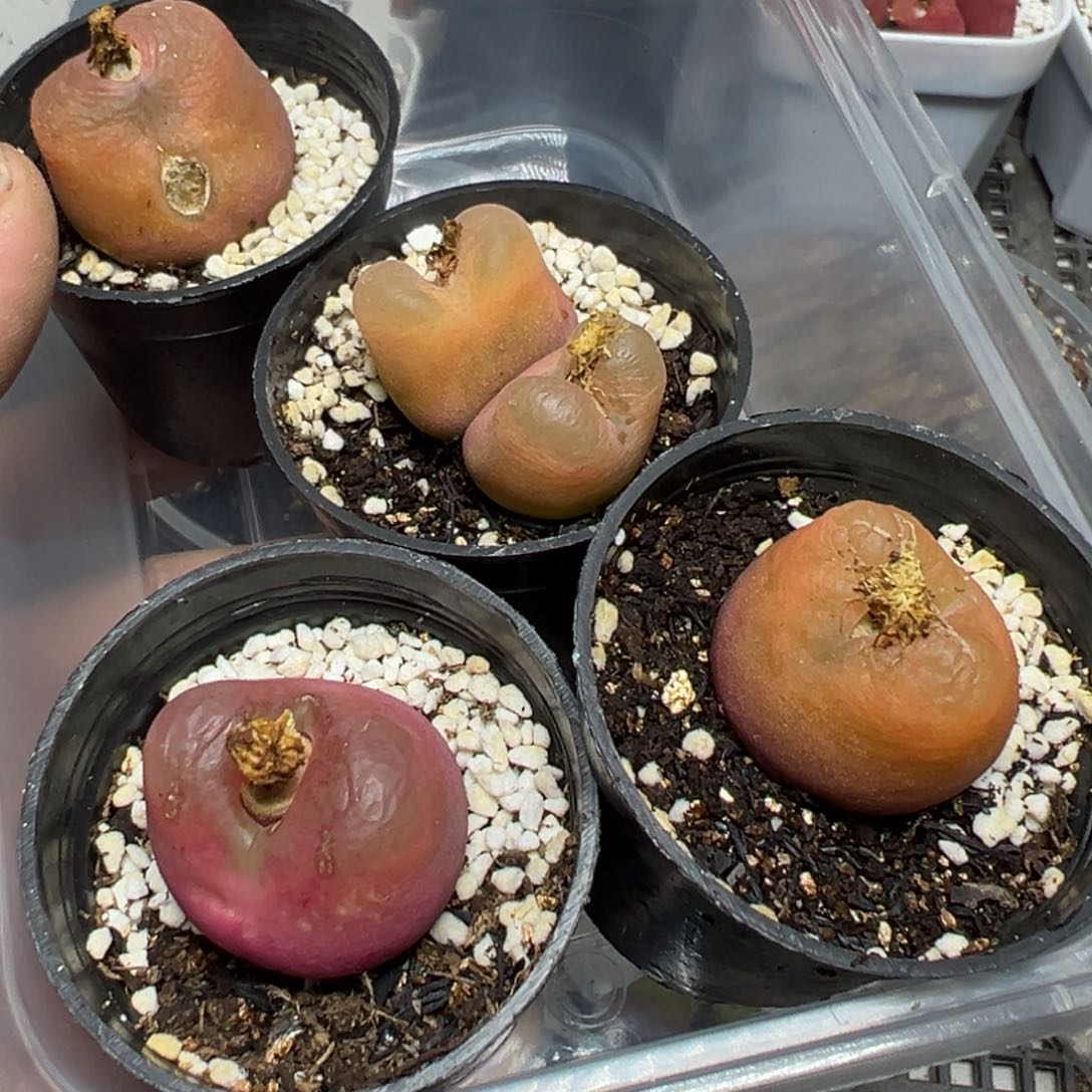 【闪购商品】 938。       