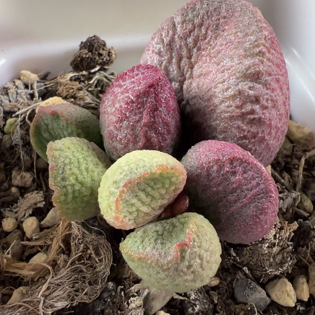 多肉植物多肉植物