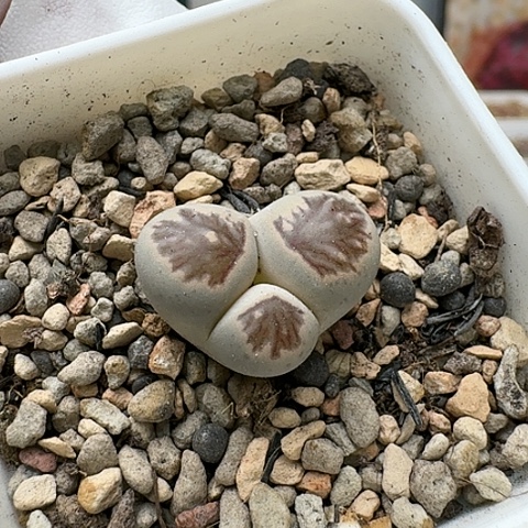 3335，菊红窗菊奔带盆土发货