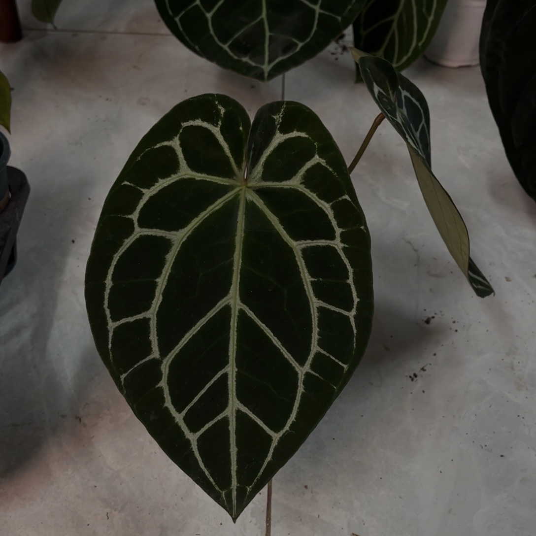 无花朵3121（黑杂红