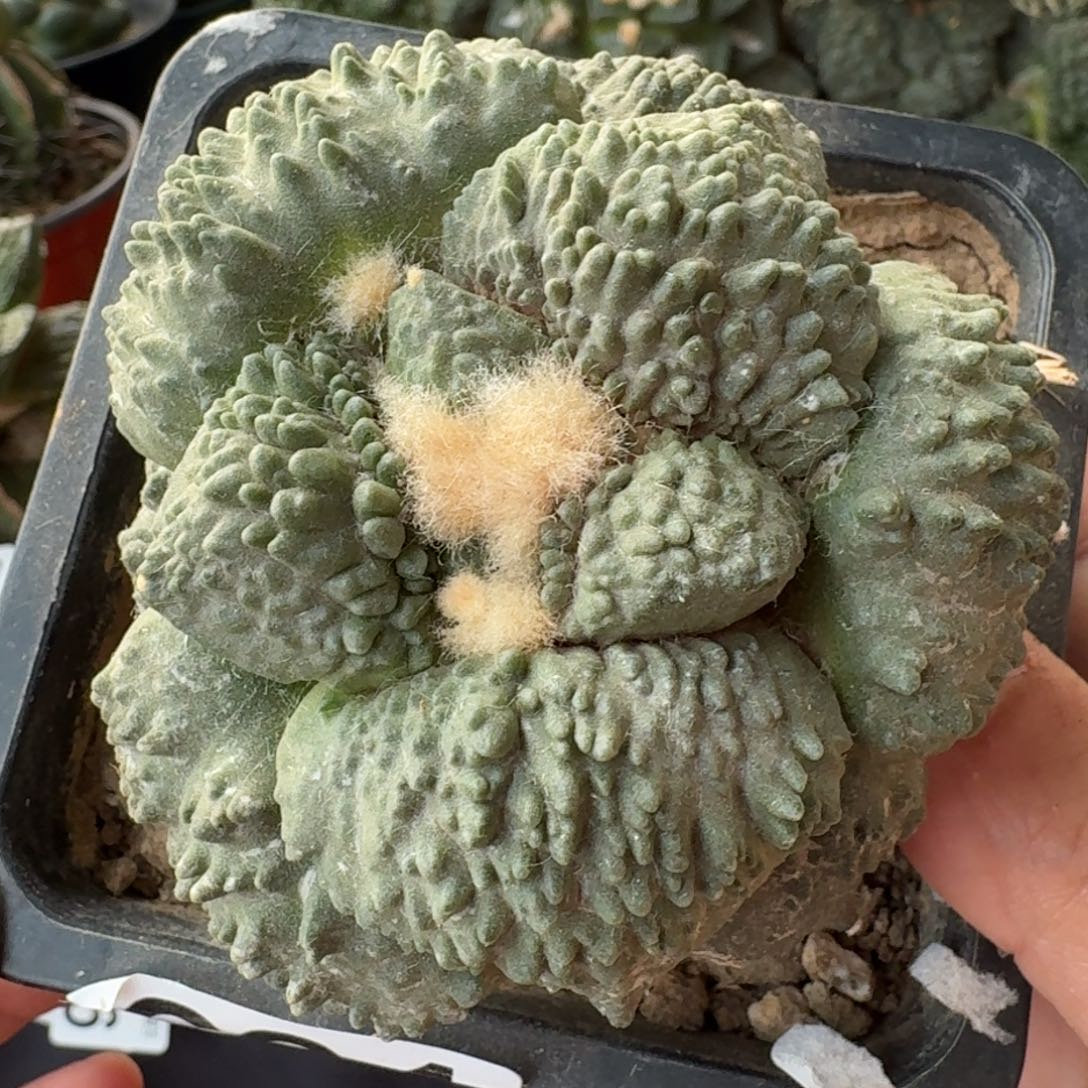 【闪购商品】丸尤哥怒691