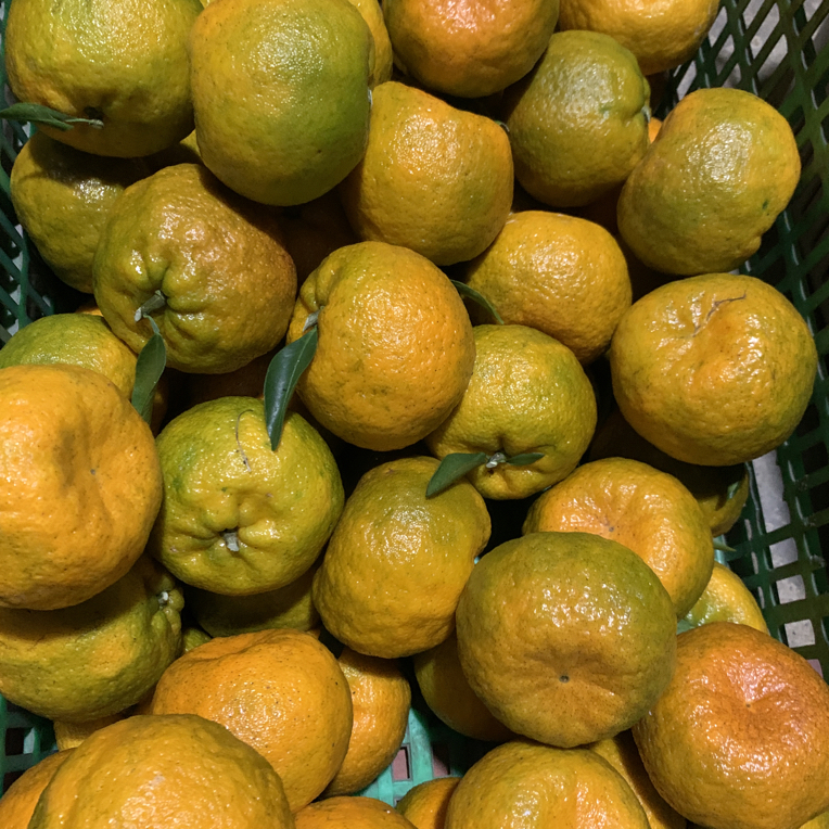 云南老树老品种高山椪柑橘现摘现发包邮酸甜可口农民自种孕妇解馋