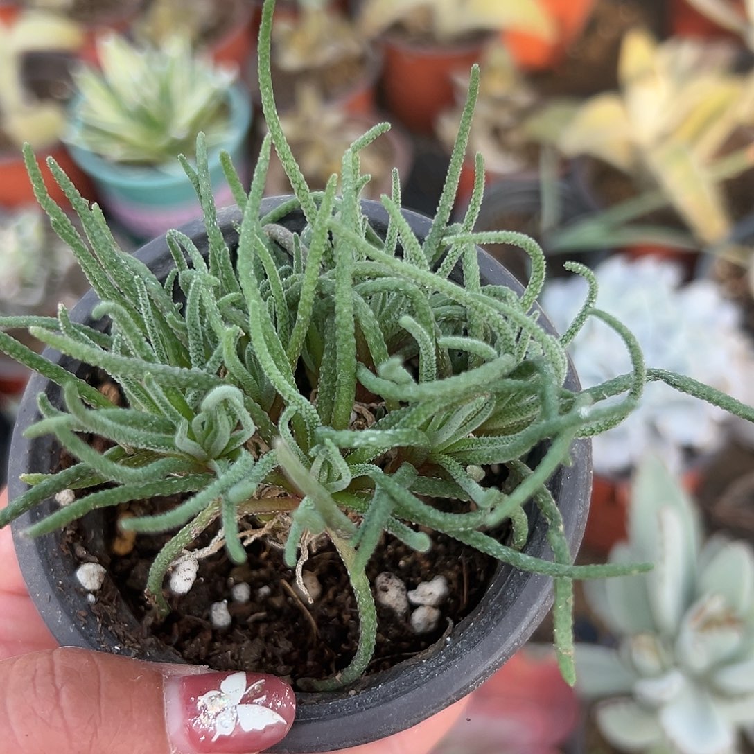 多肉植物天赐开花