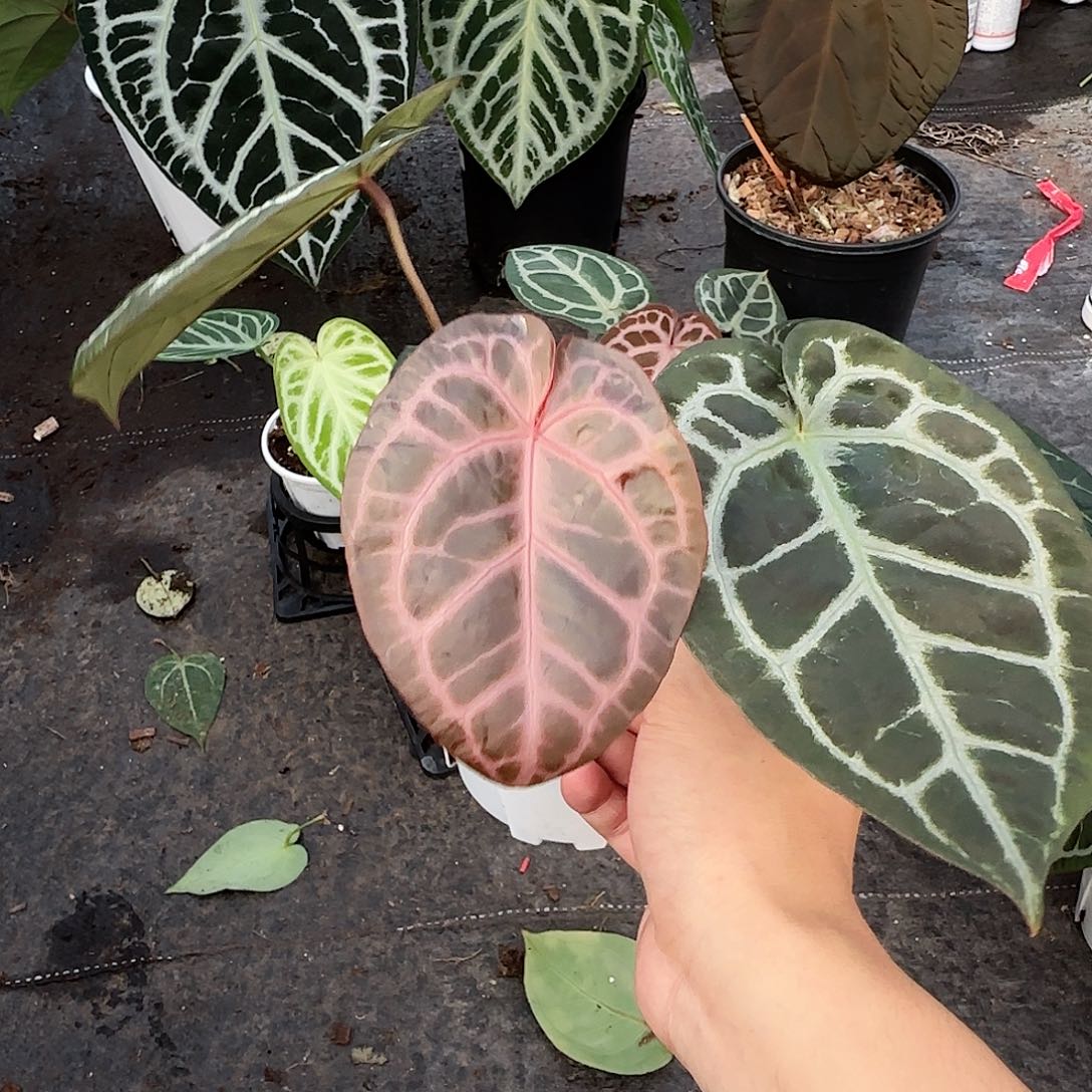 完全开放圆脸粗脉红水晶