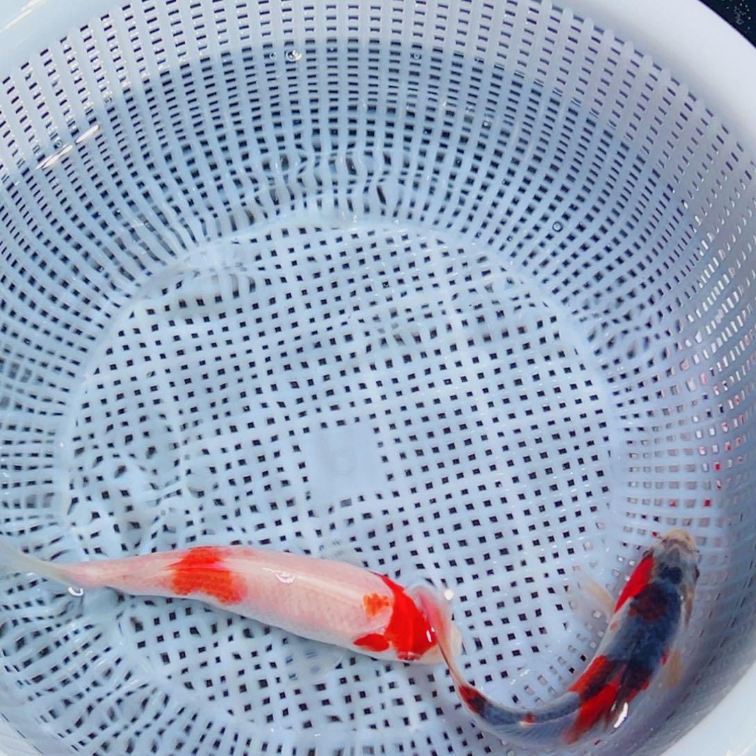 锦鲤锦鲤观赏鱼1111