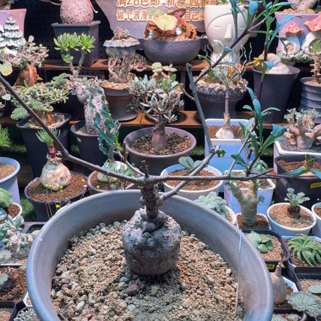 海豚叶厚墩菊071 仙人掌
