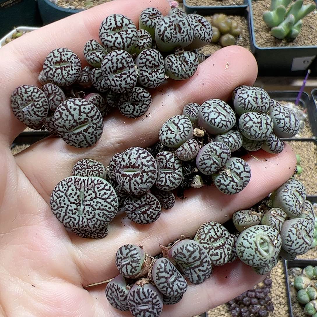 【闪购商品】24 超墨