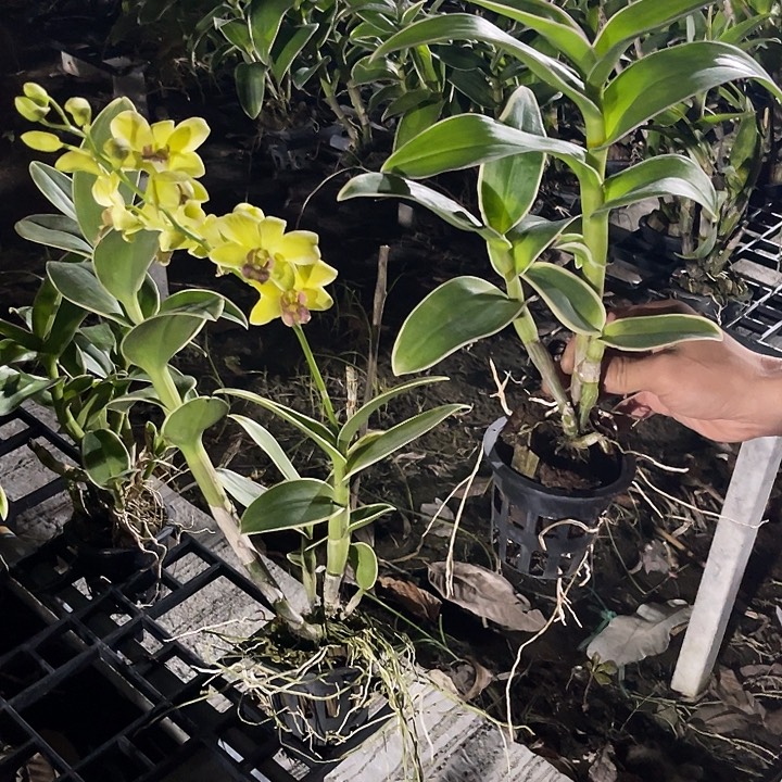 当前无花朵，栽培后可花朵叶艺泼1282