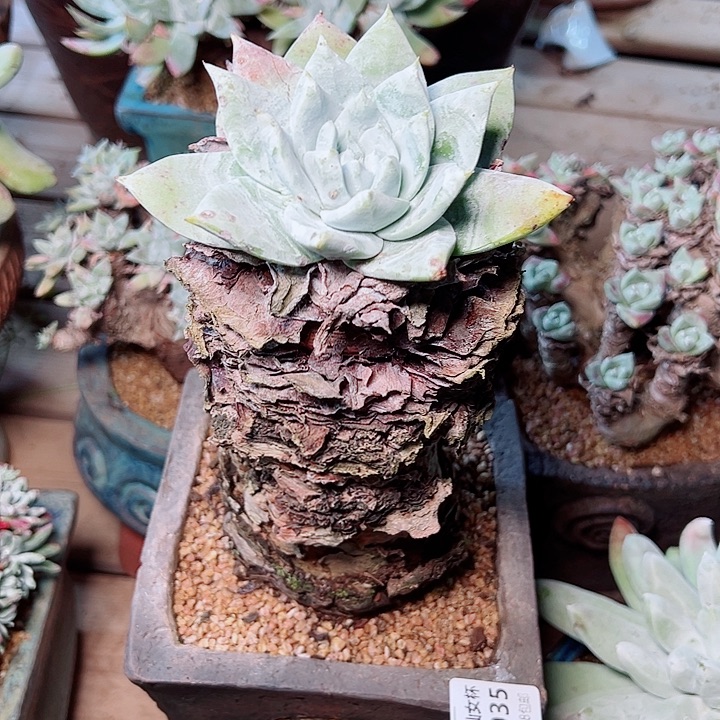 W***y9035雪山仙女杯多肉