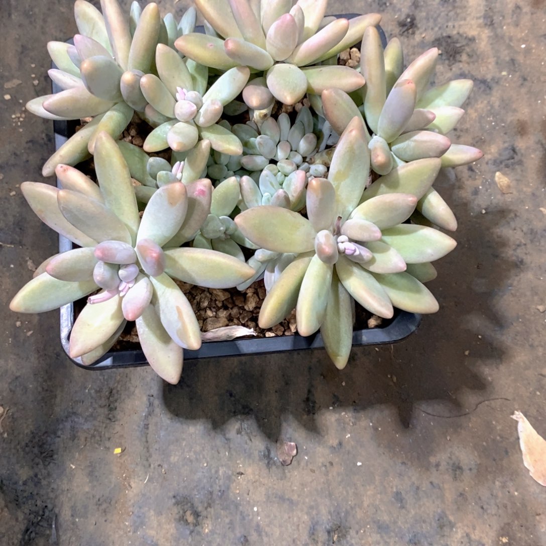 ****精白兰地多肉植物老桩