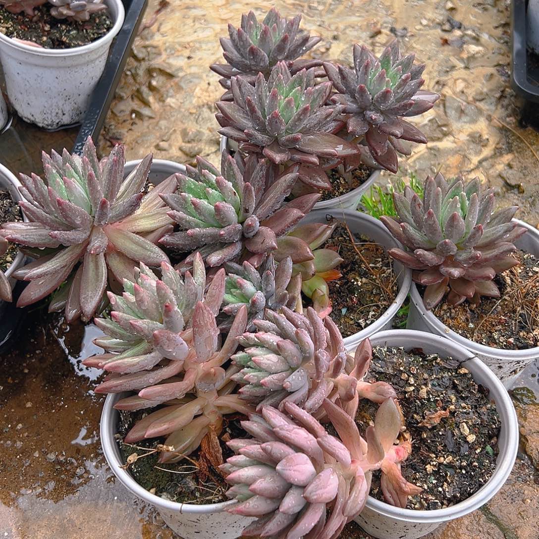 精品多肉红蜻多肉六个