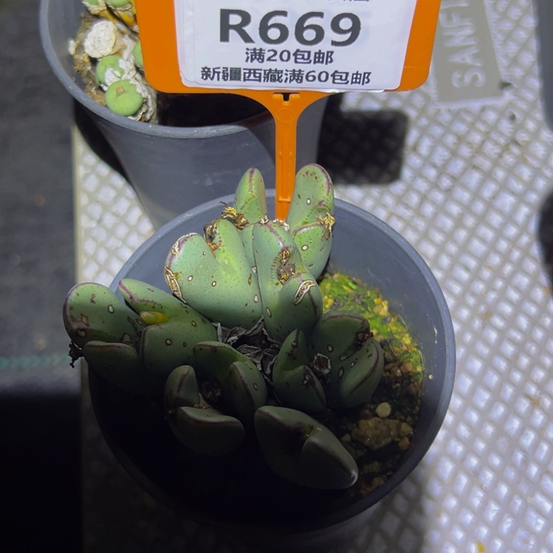 669 一物一拍，默认有伤，介意勿拍，不退不换