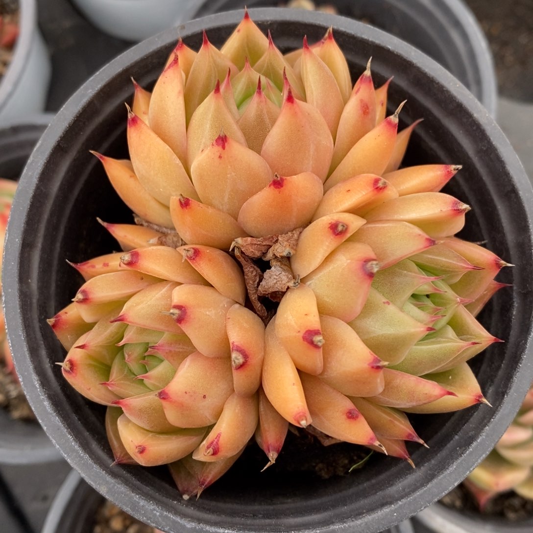 自助下单一物一拍多肉植物_可寄养