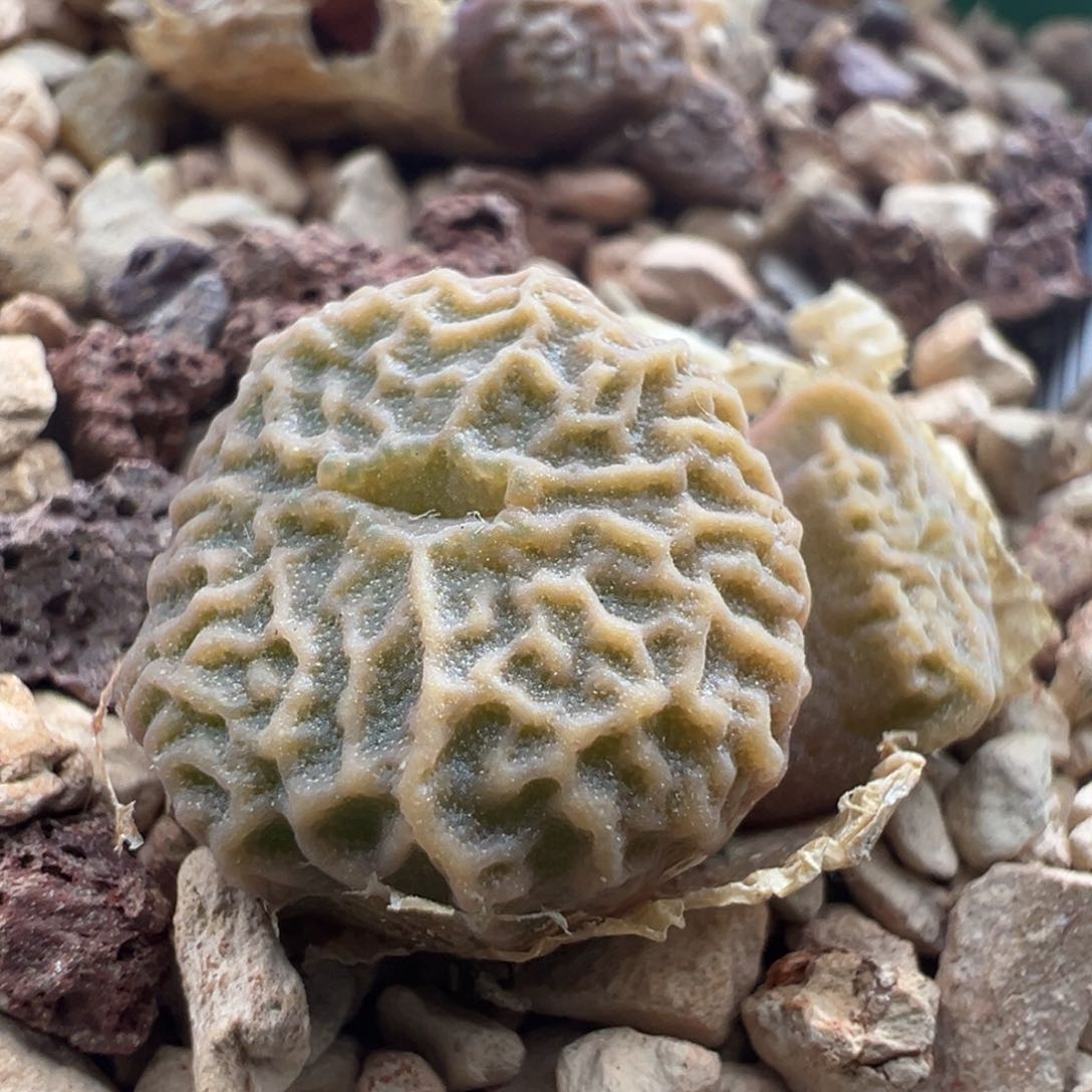 826青蛙优选dt7778超烧一颗