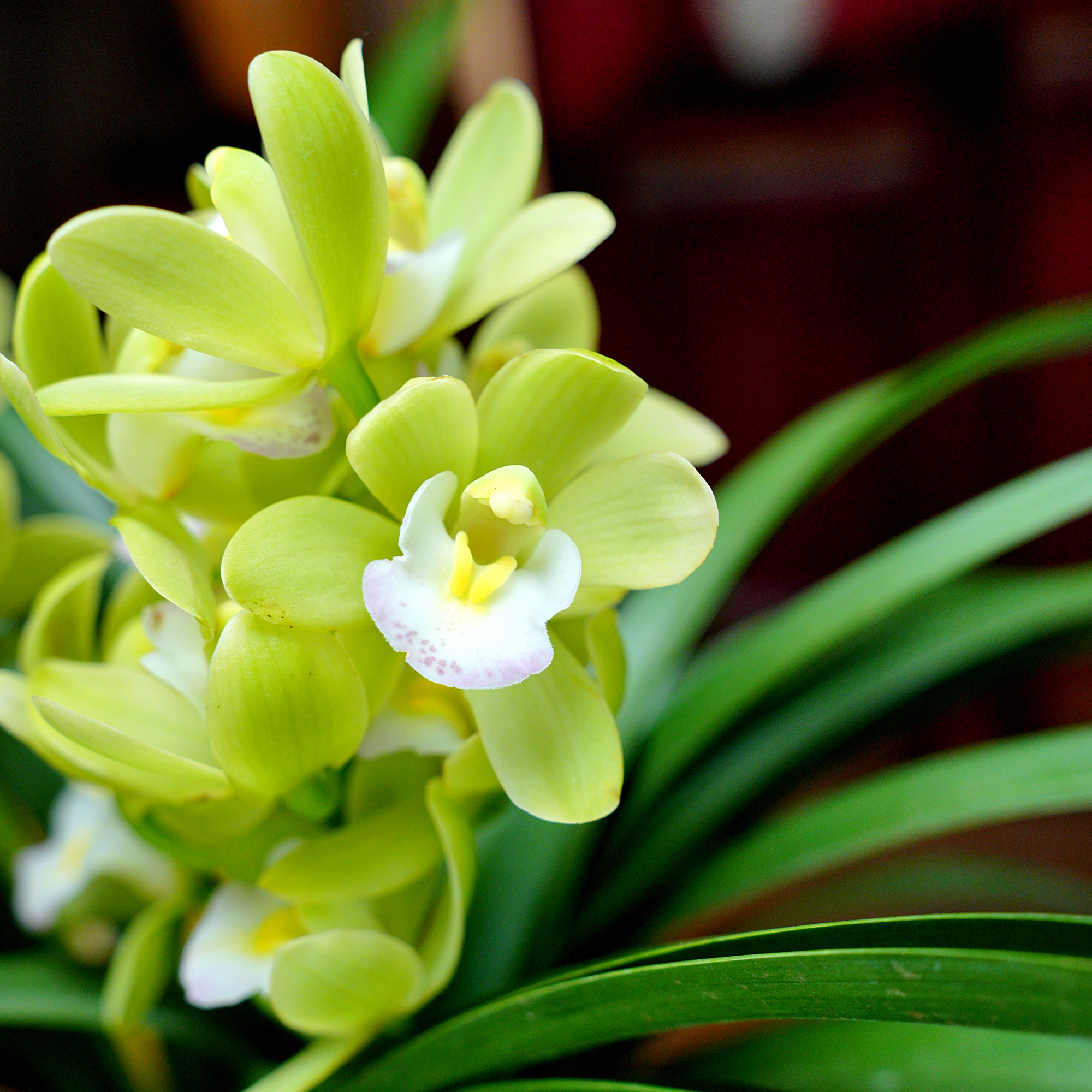大花蕙兰【香兰】带多花苞原土原盆幽香兰花室内好养易活