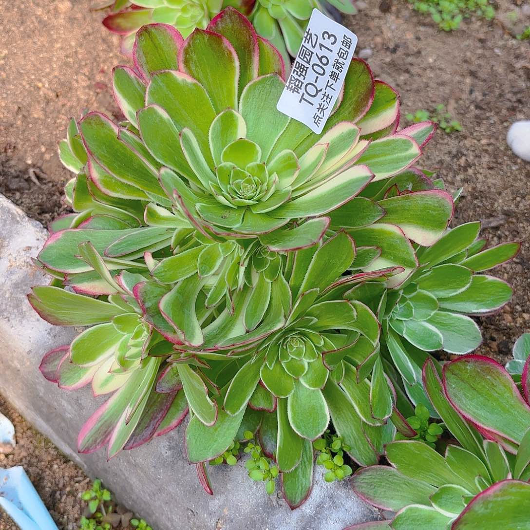 海王多肉植物二号613