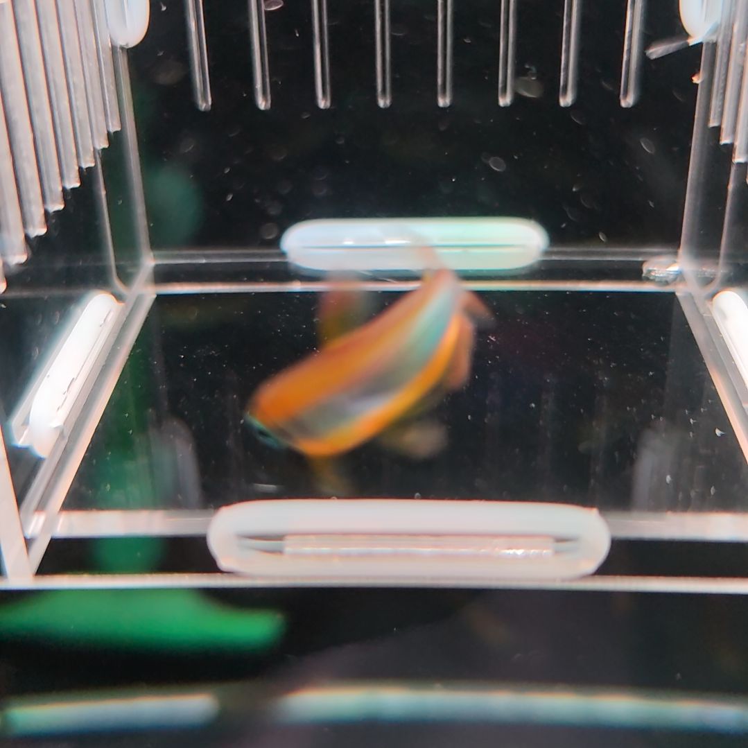 灯科鱼橘艳麻瓜刚果单公