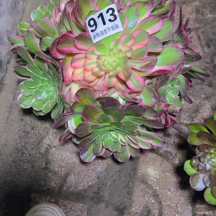 海燕花25-32包邮花花