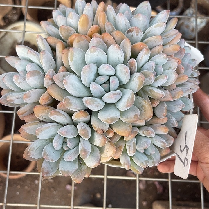 两单包邮，一物一拍59香水