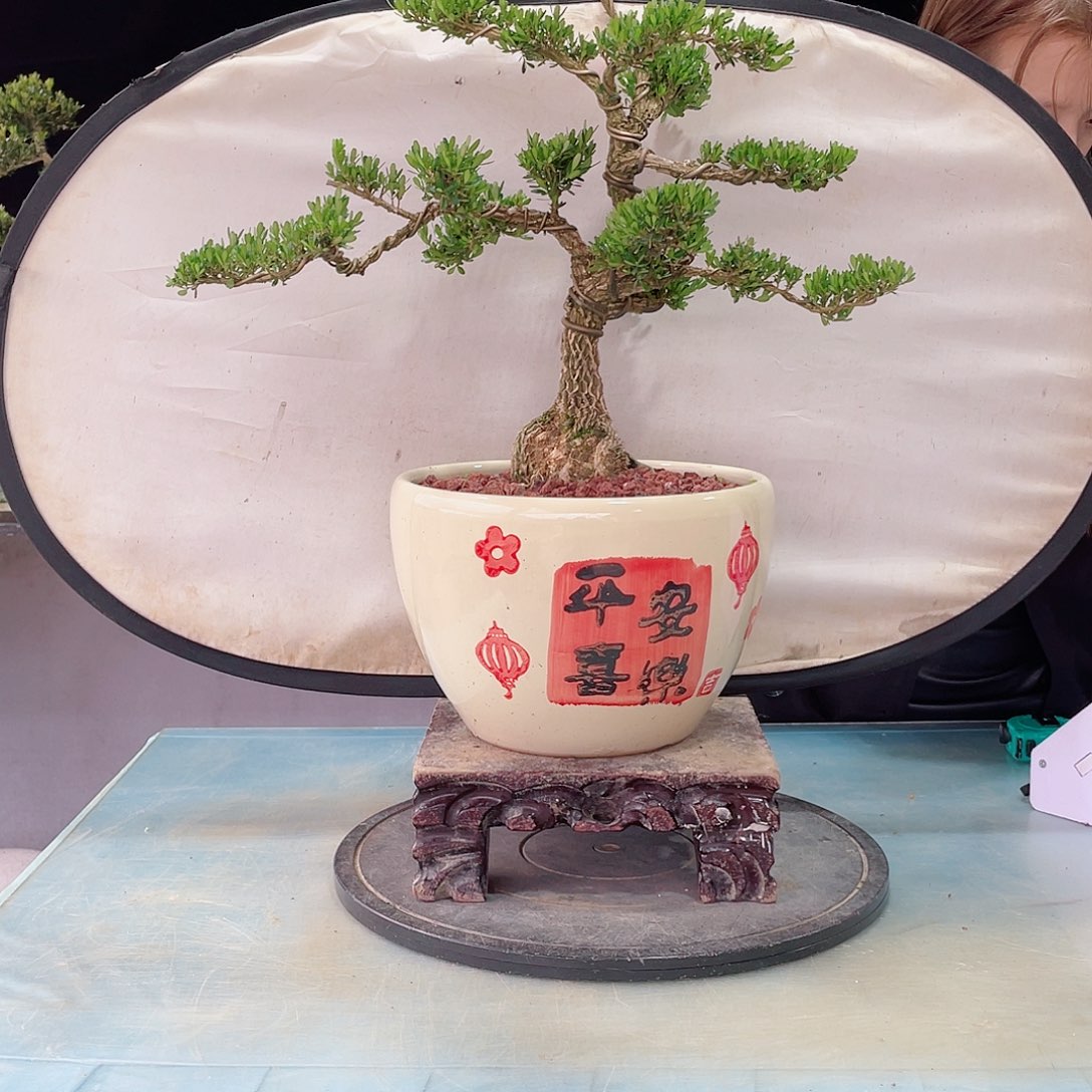 黄杨黄杨黄杨黄杨279