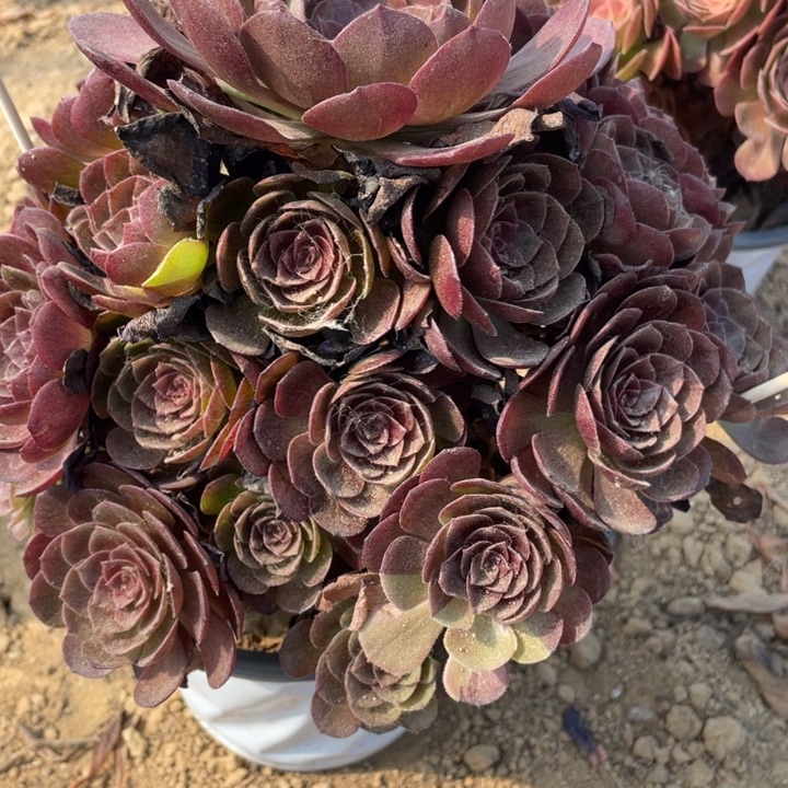 无花朵953多肉植物黑美人