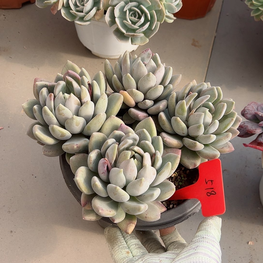 凉**沐518胖美人多肉植物