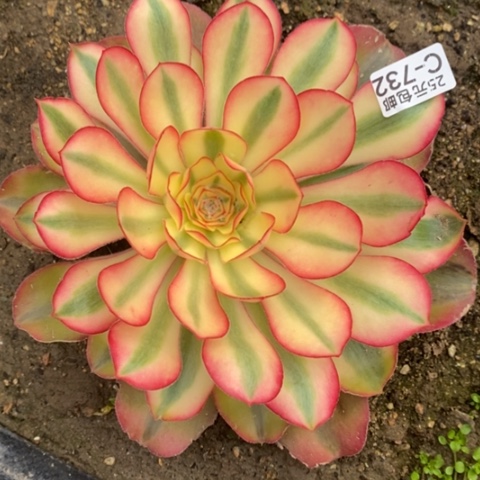 732爱丽丝满25包邮多肉