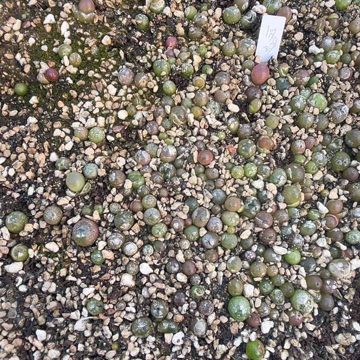 md22 小喵5个送一个。 寄养种好了