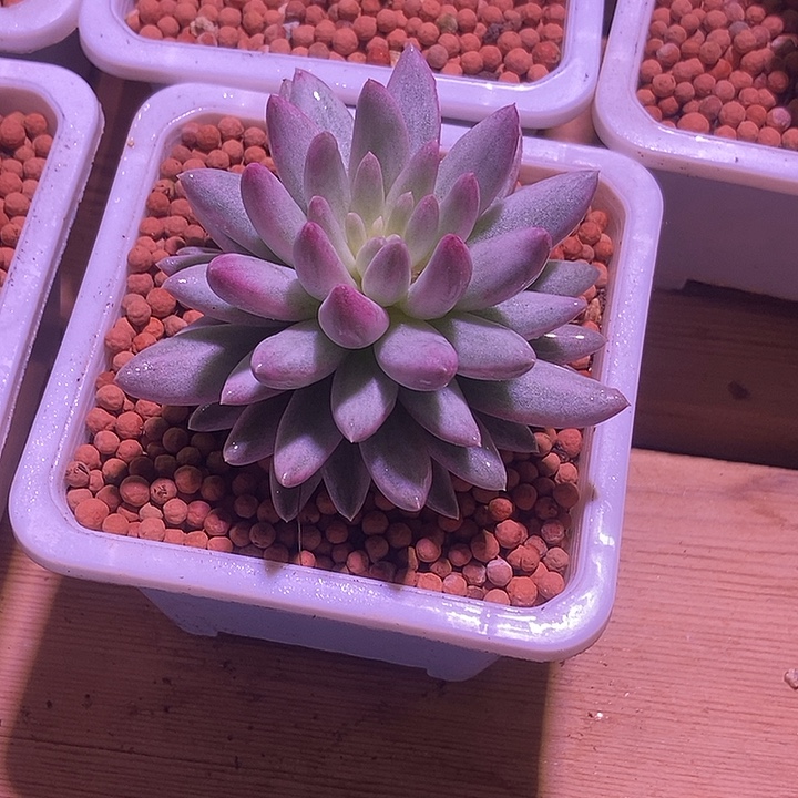 元***糖所罗门马卡龙锦多肉植物