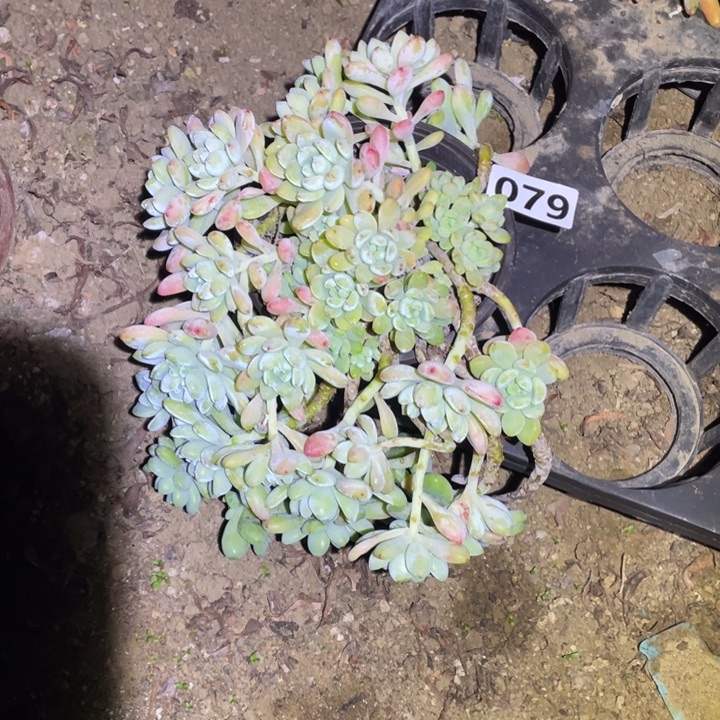 079号凝脂莲多肉植物