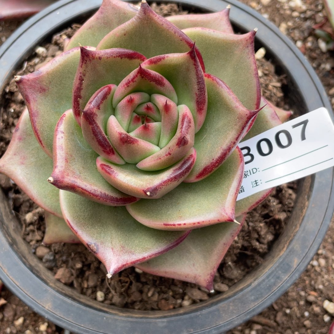 无花朵若如东云组拍E007