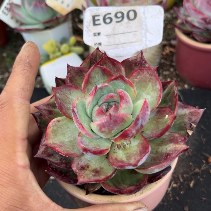 惊鸿一瞥多肉植物690