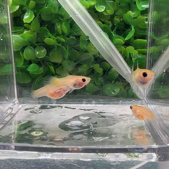 孔雀鱼金属黄蕾丝3母1公小亚成