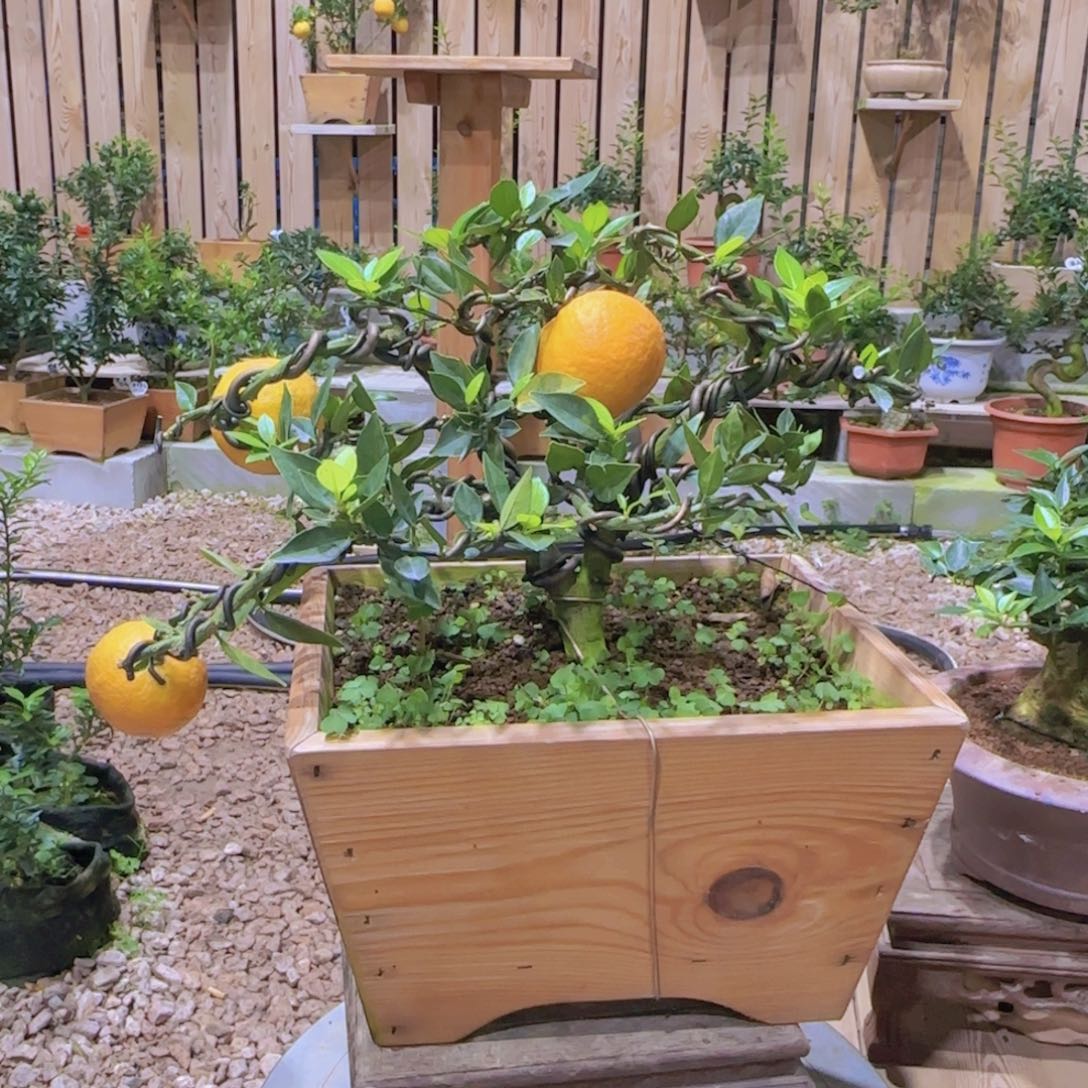 王*全直播间八房柑一物一拍