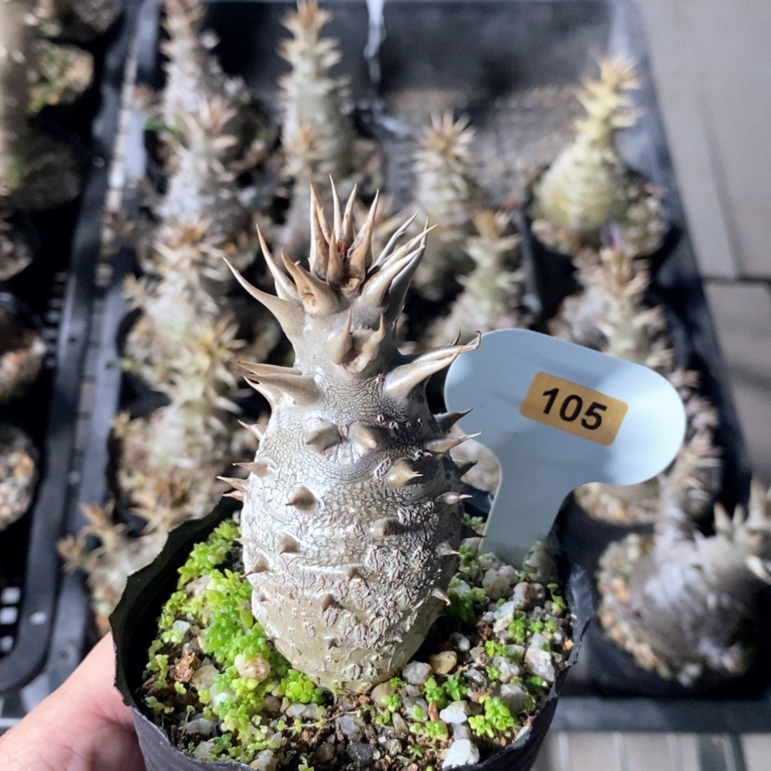 温莎瓶干多肉植物