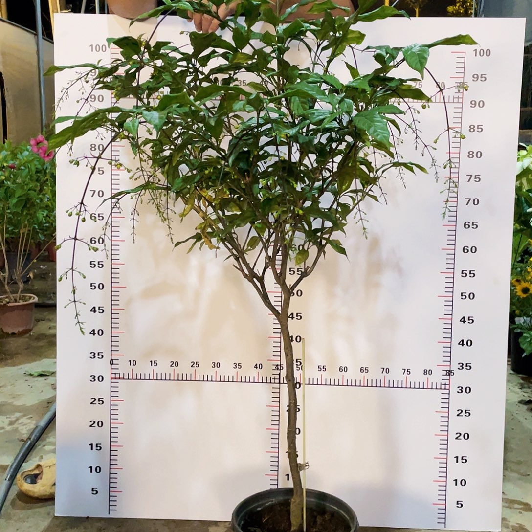 全部花苞垂丝茉莉