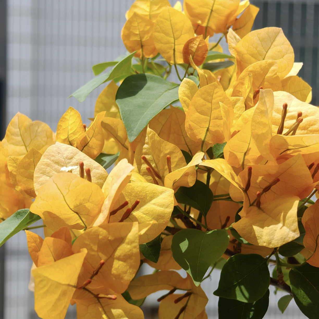 三角梅【金色光辉】落日余晖四季勤花